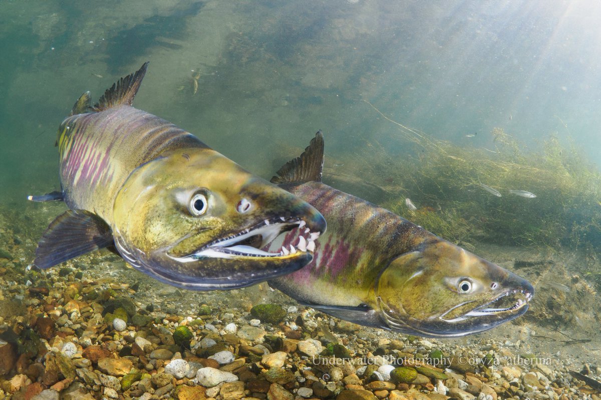 オリザ tweet media