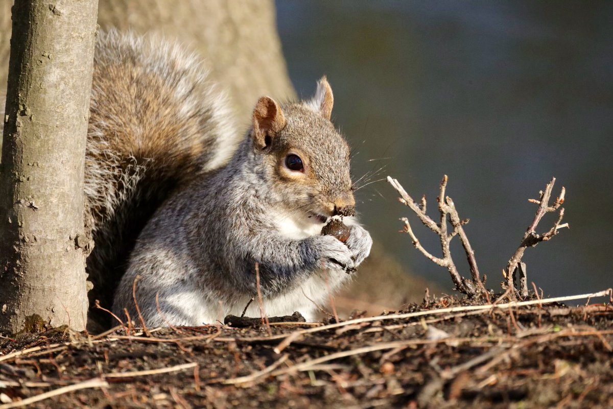 Sciuridaely 🐿 tweet media