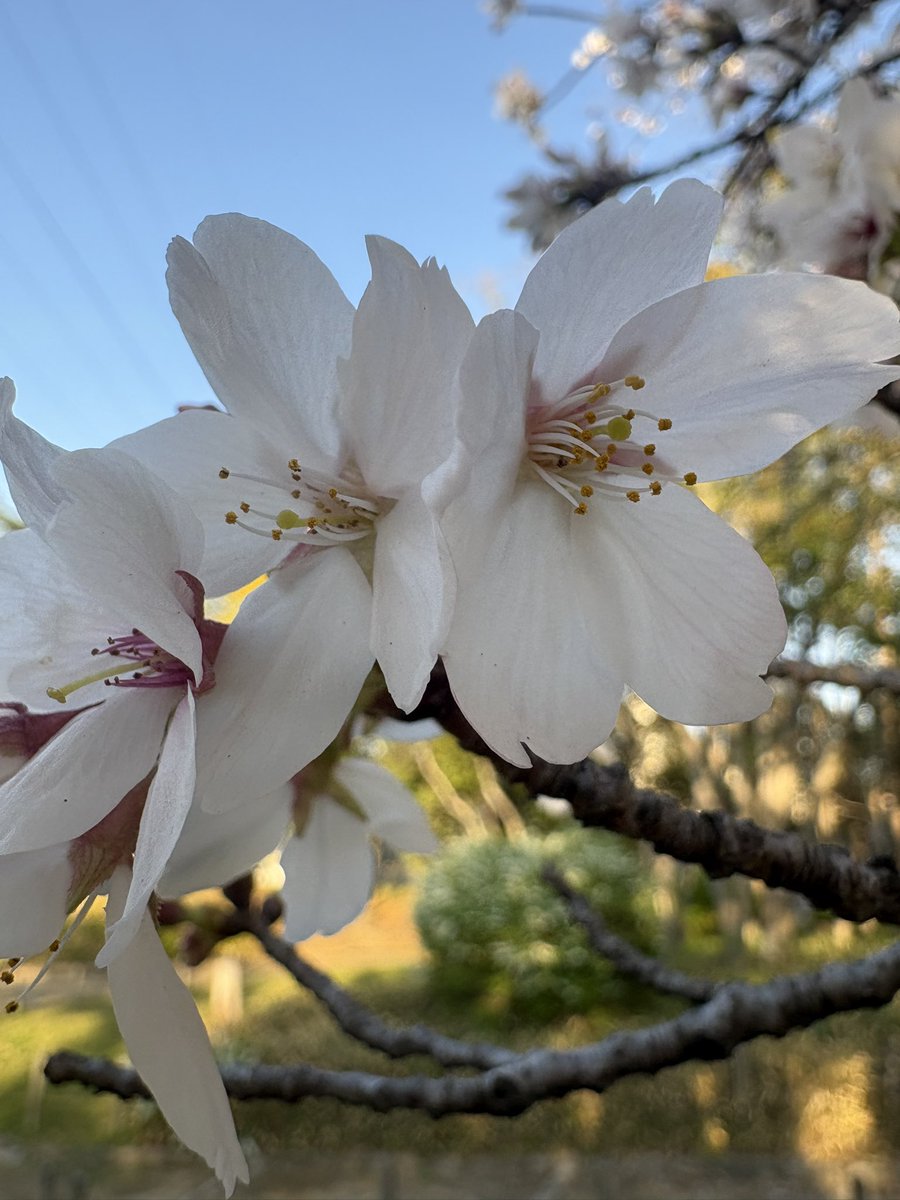 トゥルーバロン🏴☠️宝鐘海賊団ヒール雑巾係 tweet media