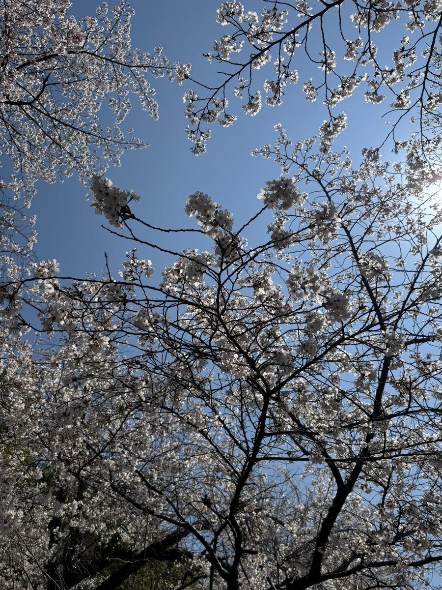 めぐみん♪ tweet media