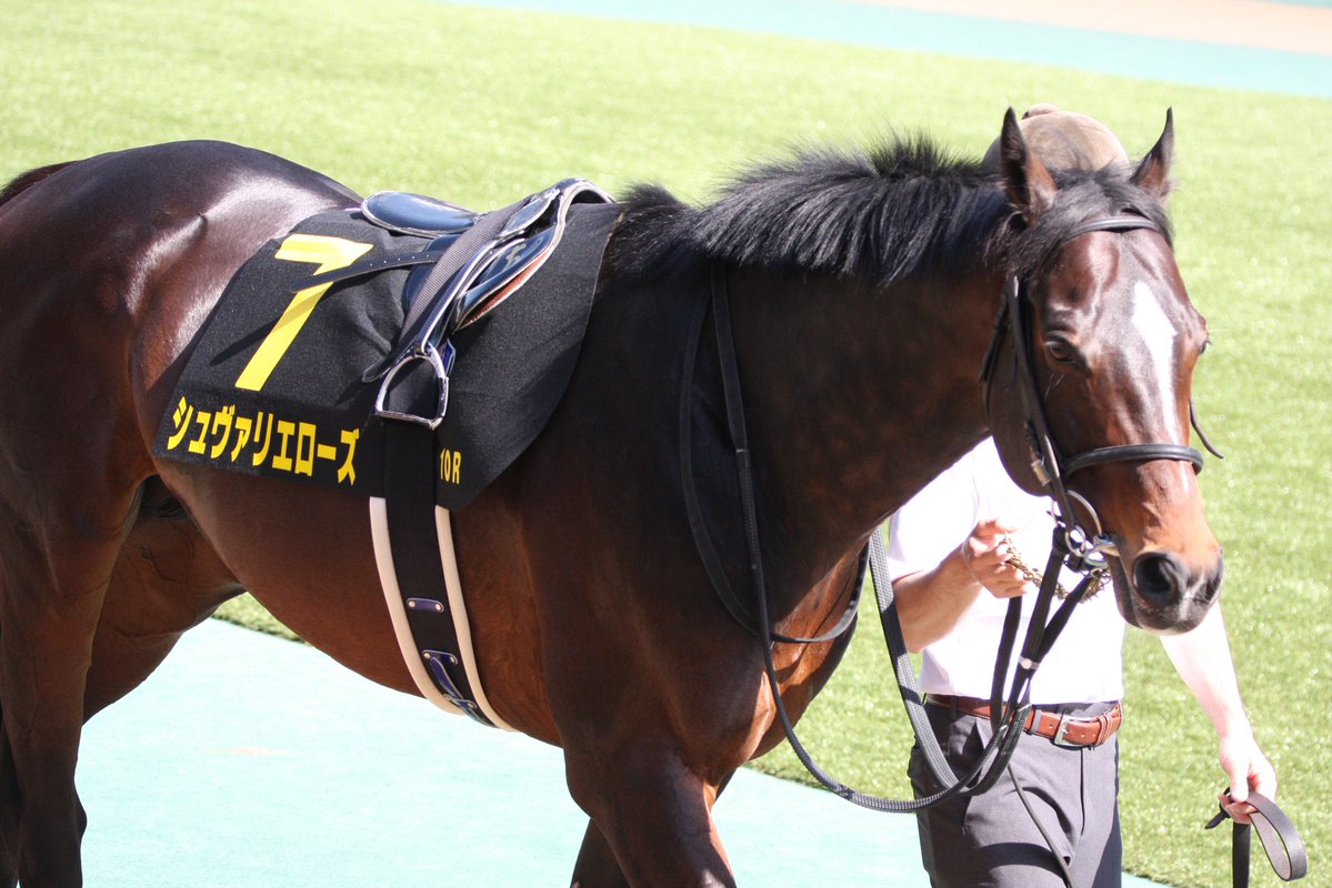 シュヴァリエローズ引退！？！？
ほんとに長い間お疲れ様でした
重賞連勝したことや、君がめちゃくちゃイケメンなことは絶対忘れないと思う
引退しても元気でいてね
本当にお疲れ様！

#シュヴァリエローズ