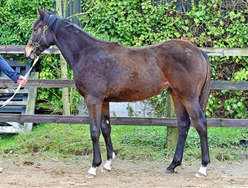 BarodaStudIre's tweet photo. 🗣️ The catalogue is now online for the @tatts_online April Sale. We consign the only three yearlings, all are colts and all are brothers to two-year-old winners. 

#TheDigitalConsignor

https://t.co/YEt21Oa5bl https://t.co/5Or0tS2usN