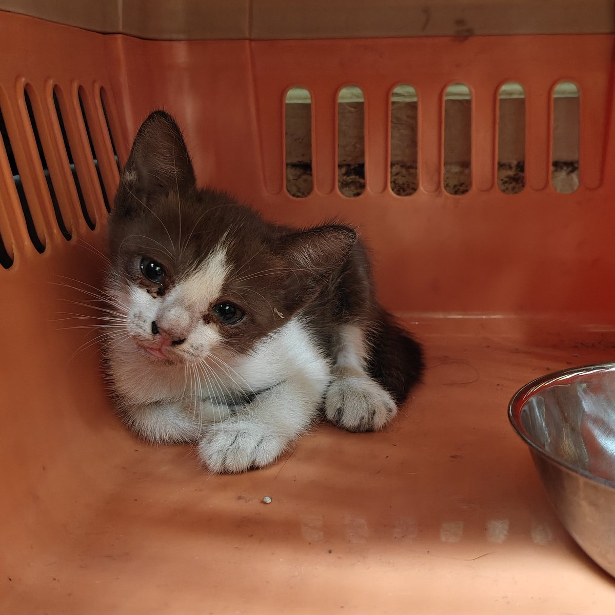 ป่นล์ tweet media