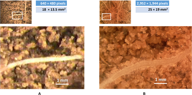 PPhenomics's tweet image. New CNN models estimate root length from minirhizotron images without segmentation—achieving R² up to 0.986 across 4 crops. #RootPhenotyping #PrecisionAg #DeepLearning
Details: doi.org/10.34133/plant…