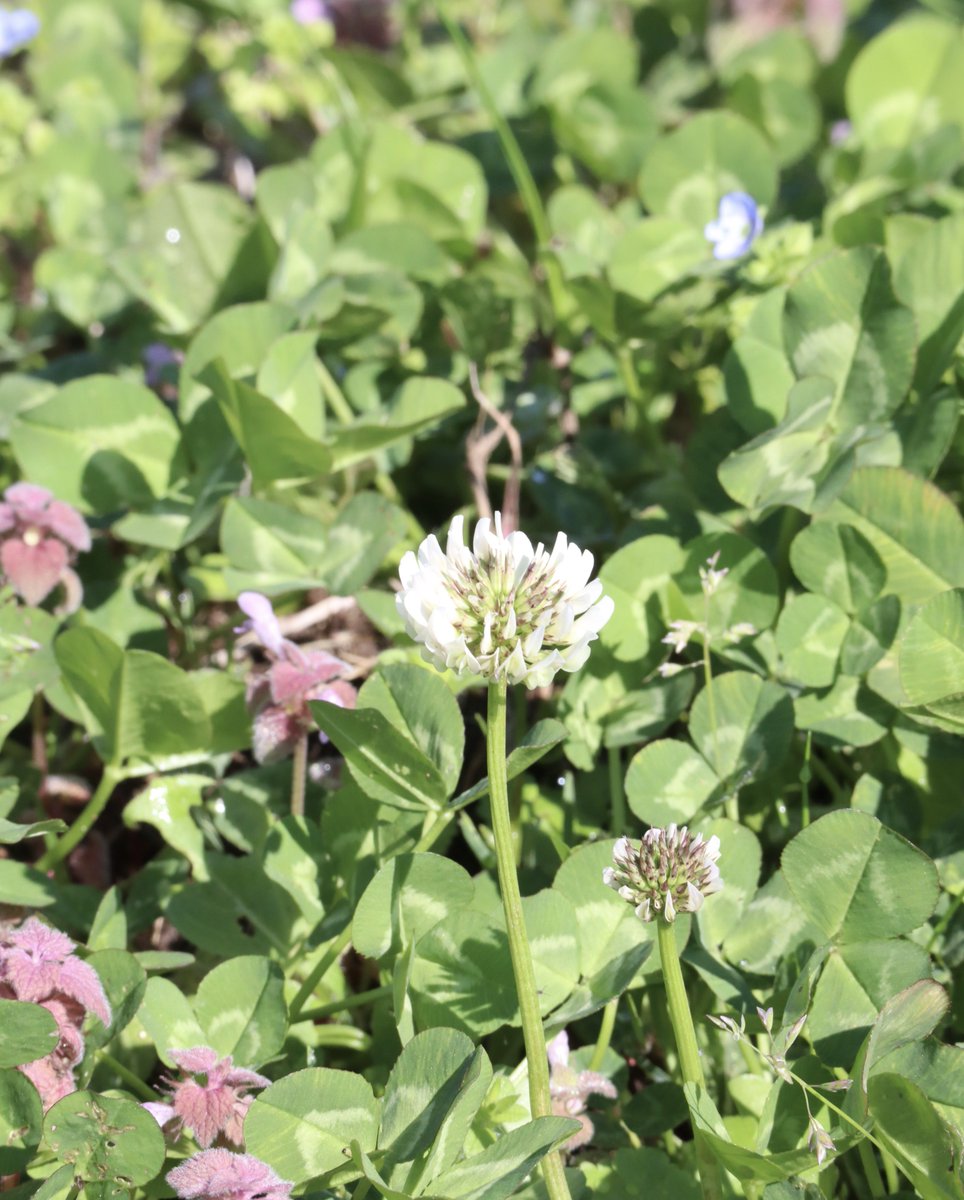 いかまんじゅう(パブロのいぬ) tweet media