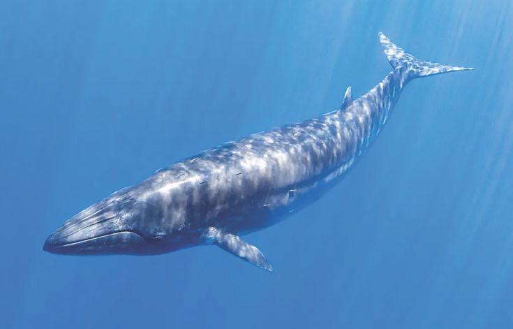 Oceaiii🐋🐬 tweet media