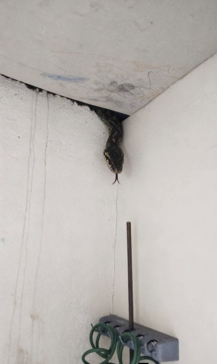 Adenike. tweet media