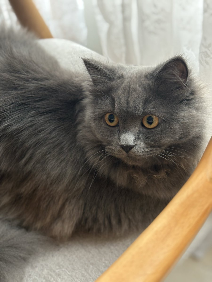 ریال tweet media