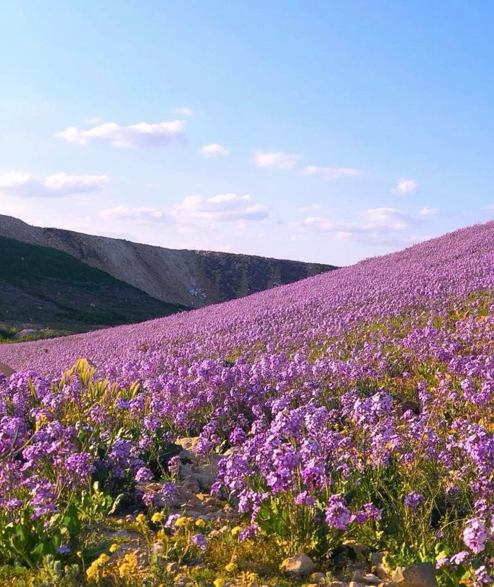 MENA Vibes tweet media