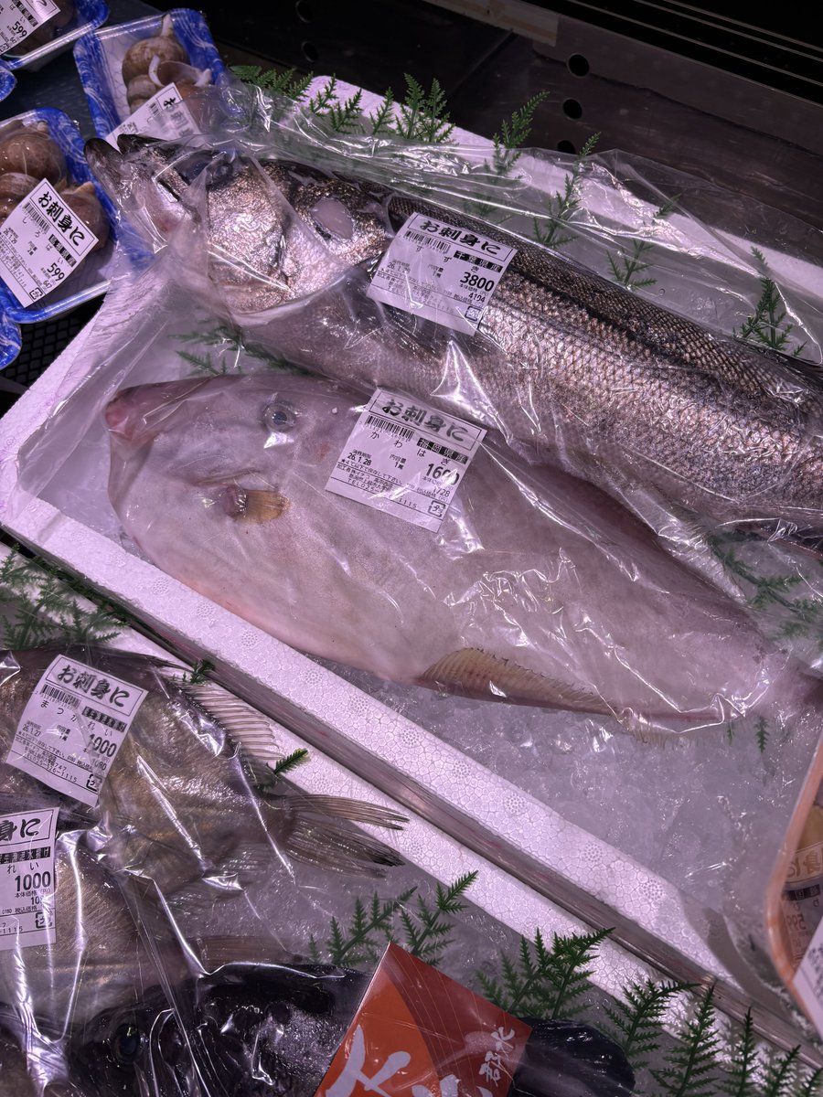 ヤマギツネ・ランスキー tweet media