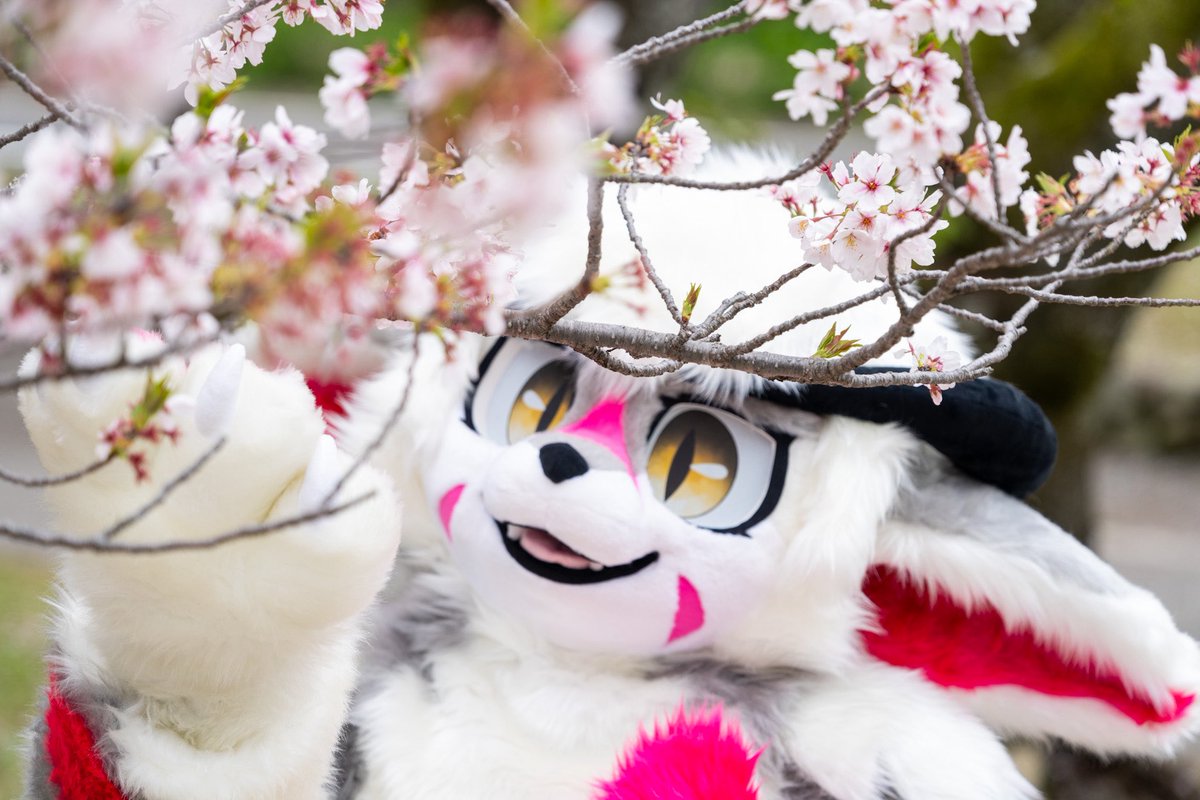 アクシス tweet media