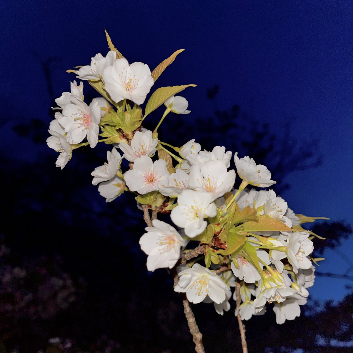 흐묭🫧 tweet media