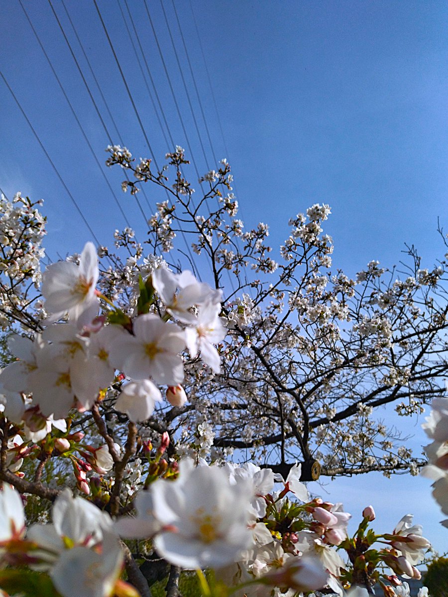 花見してきました！