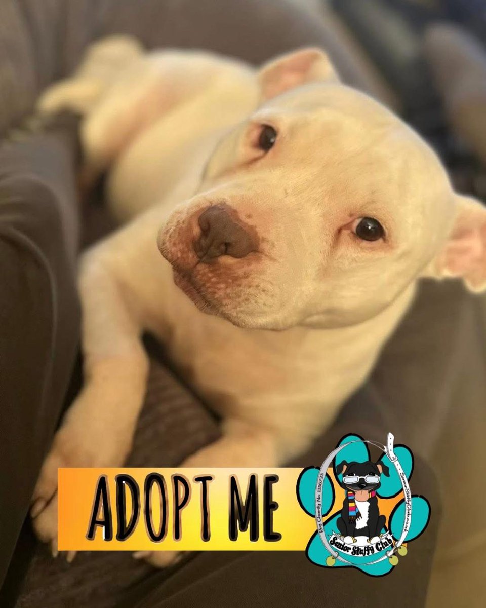 Senior Staffy Club Dog Rescue tweet media