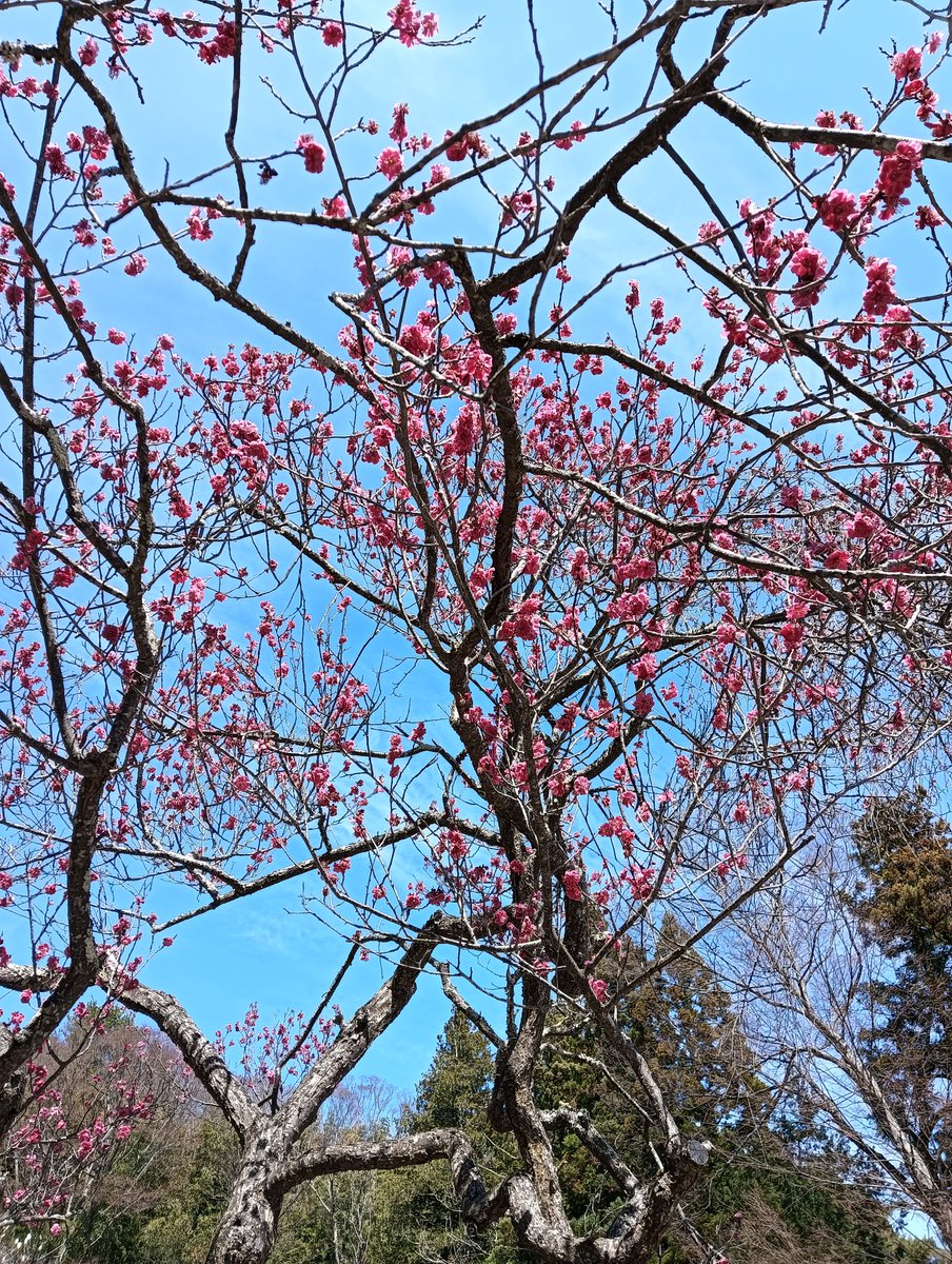 北向観音・常楽寺 tweet media