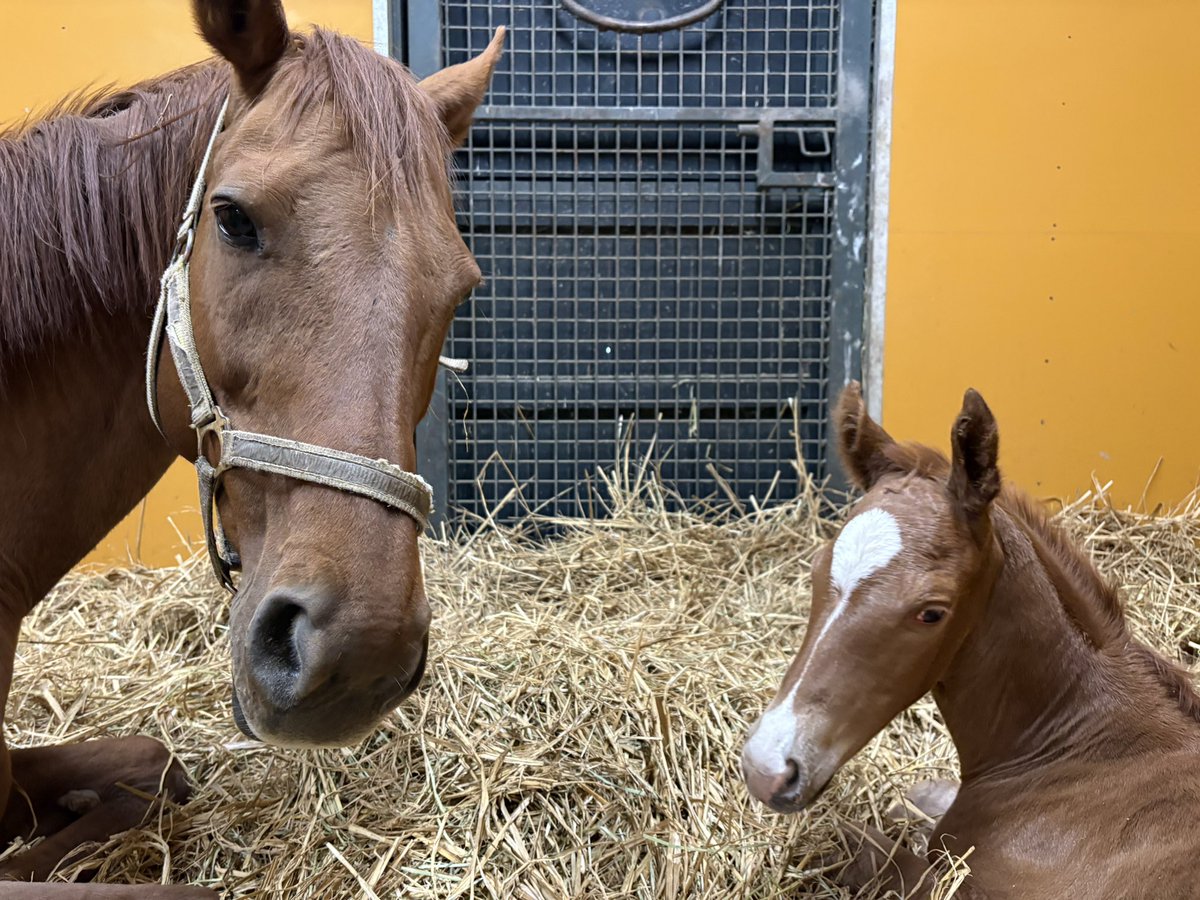 LakeVillaFarm tweet media
