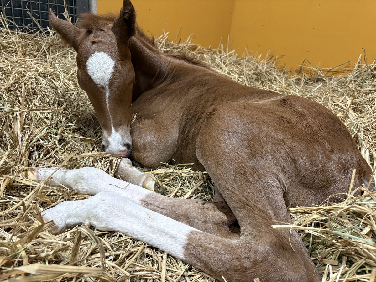LakeVillaFarm tweet media