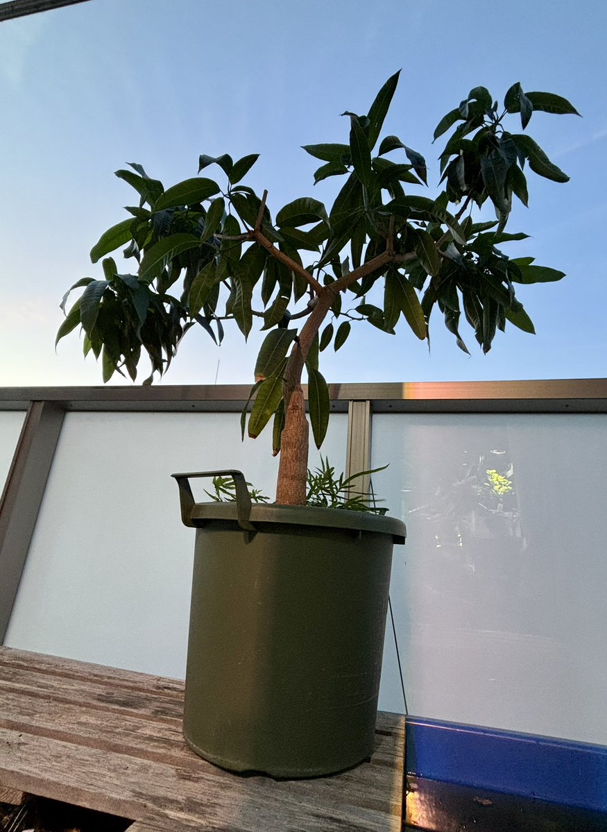 タガネ tweet media