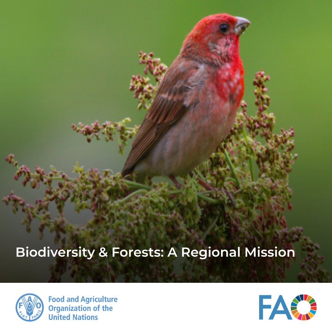 FAOGeneva tweet media