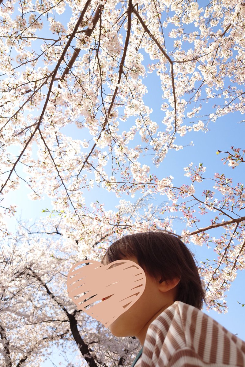 kapimama1012's tweet photo. 駆け込みでお花見してきた🌸日曜日まで蕾が多かったからまだ残ってくれてた！降ってくる桜の花びらが苦手らしく、シートに落ちてきた花びらをひたすら掃除させられた🤣 https://t.co/QrRQuLVgN2