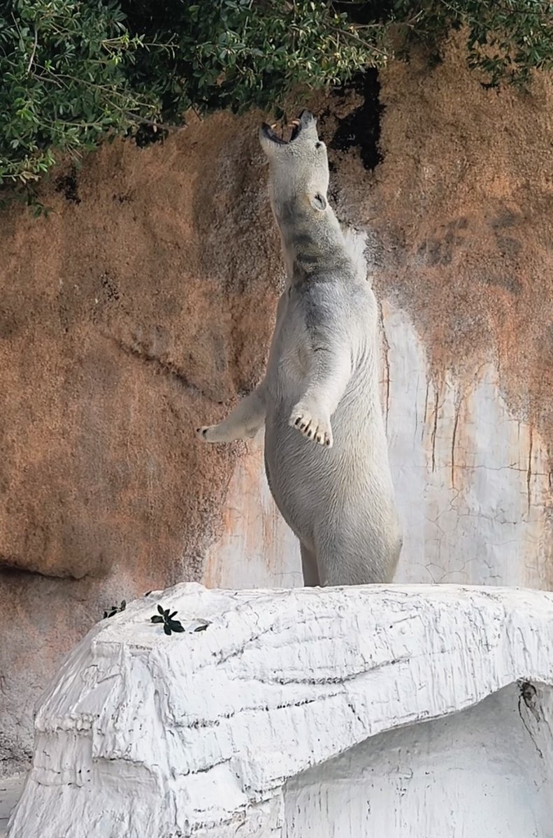 🥬mizuki⁠🐻‍❄️🥬 tweet media