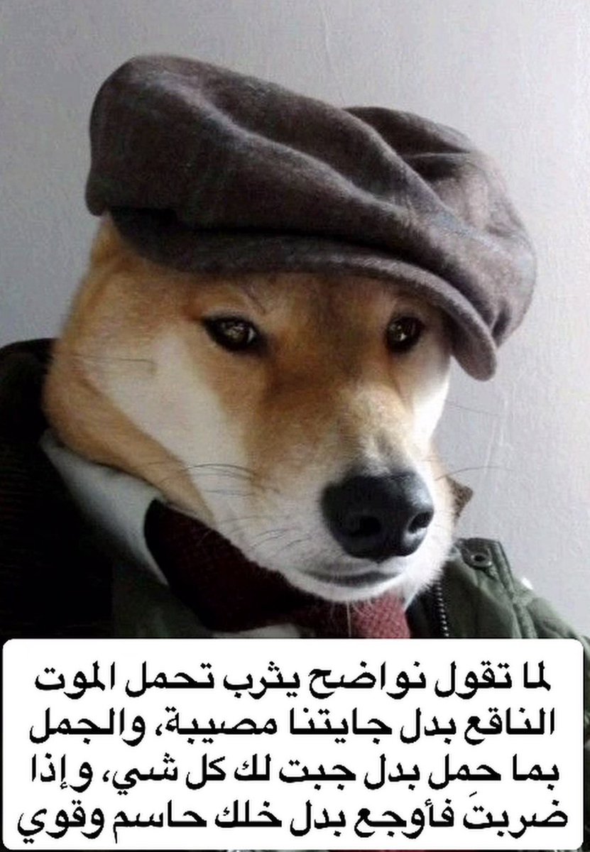 بدر | 反逆竜 tweet media