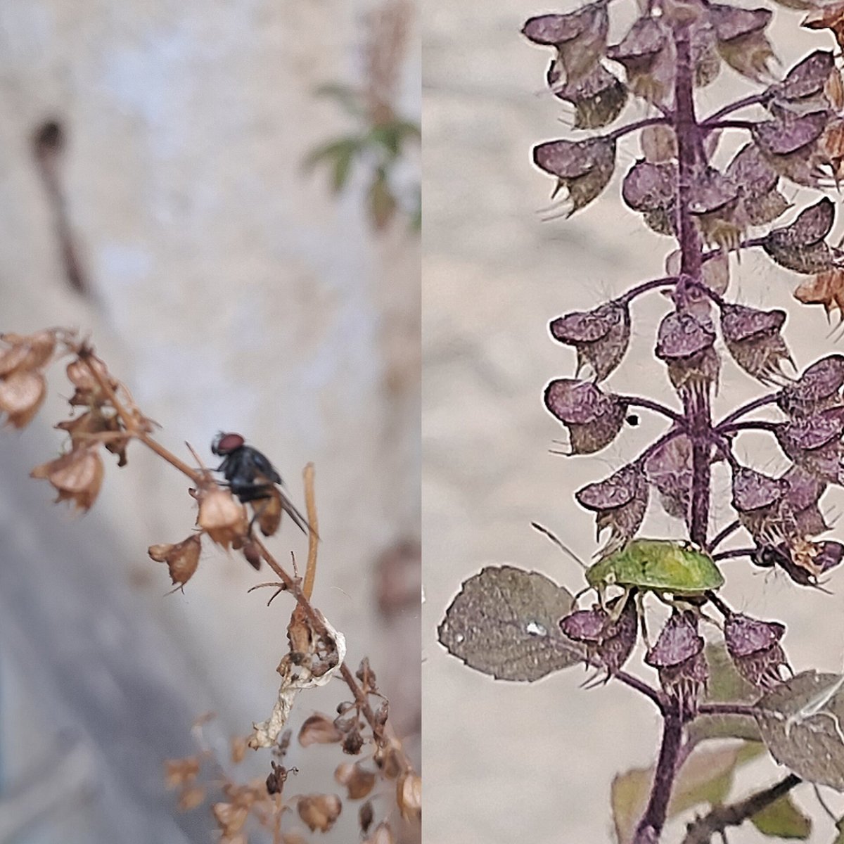 Sanjana90768714's tweet image. #naturelove #housefly #insect #NatureScenery