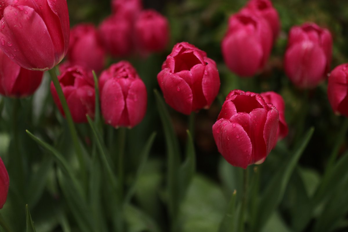 ★ぼやきぃぬ☆ tweet media