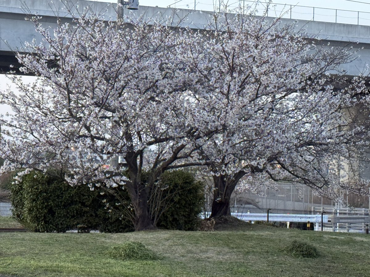 TOSHI_ZXT10D tweet media