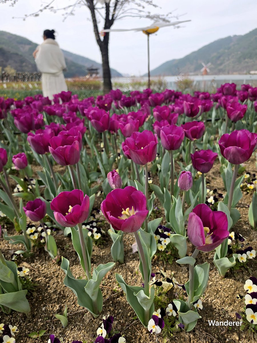 sukoya979's tweet image. Seduction of the Purple Tulip🌸🌷💜🫰🏿#Tulips #SpringFlowers
#Flowers