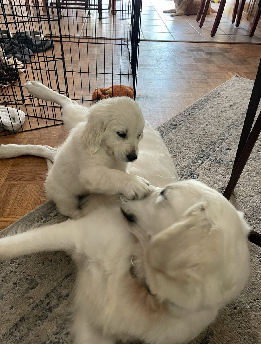 🇺🇸🇺🇸🇺🇸🇺🇸🇺🇸🇺🇸🇺🇸🇺🇸🇺🇸🇺🇸🇺🇸🇺🇸
Good Morning from my Wolfpack fellow Patriots. 5 years ago today, we drove a few hours into Georgia, picked up Milly, and brought her back to Florida to live with us forever. I think Jake was smitten from the moment he laid eyes on her. Anyhoo, have a