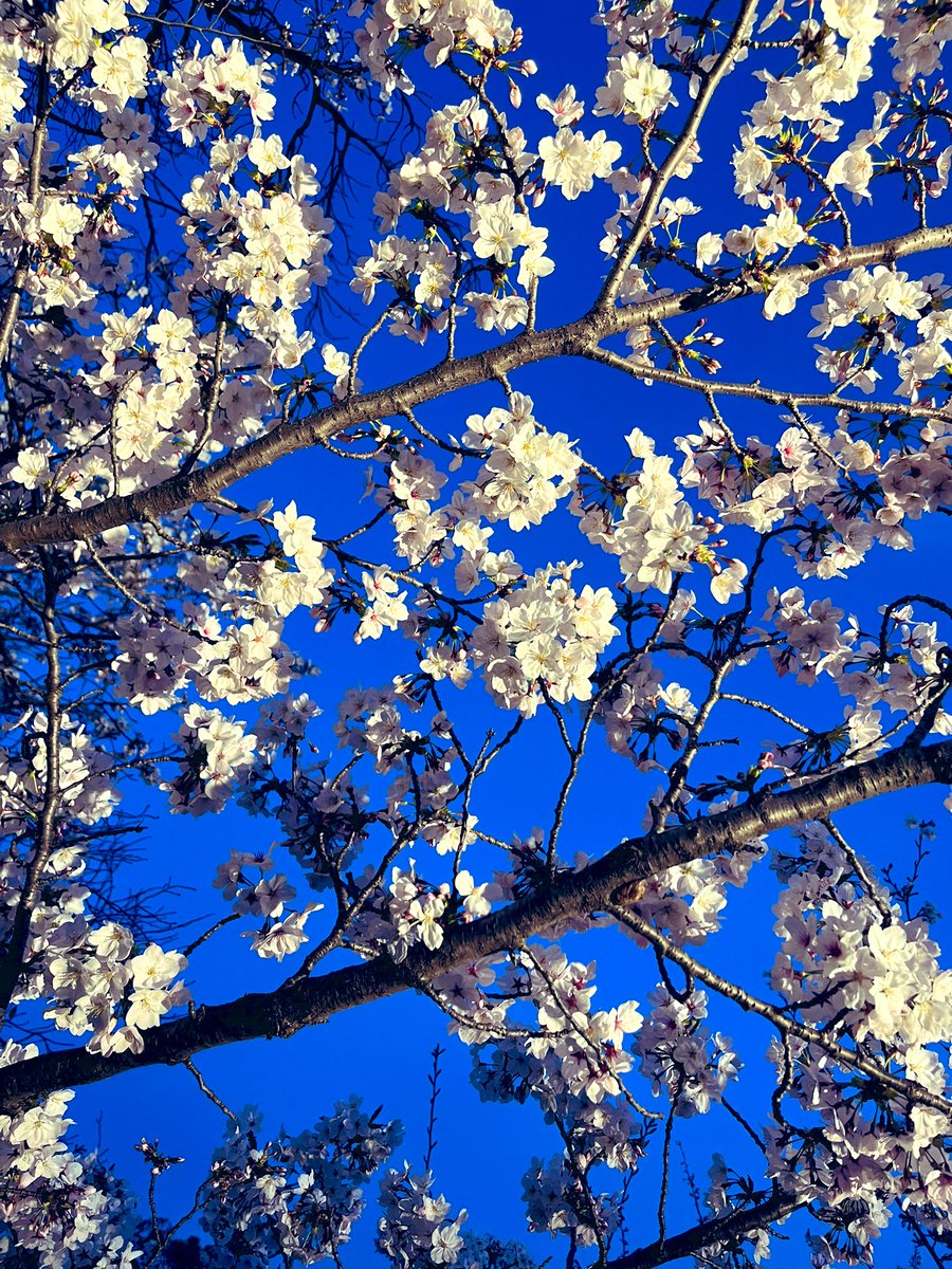 ぴちゃん🧸🍓🐥⸒⸒💛 tweet media