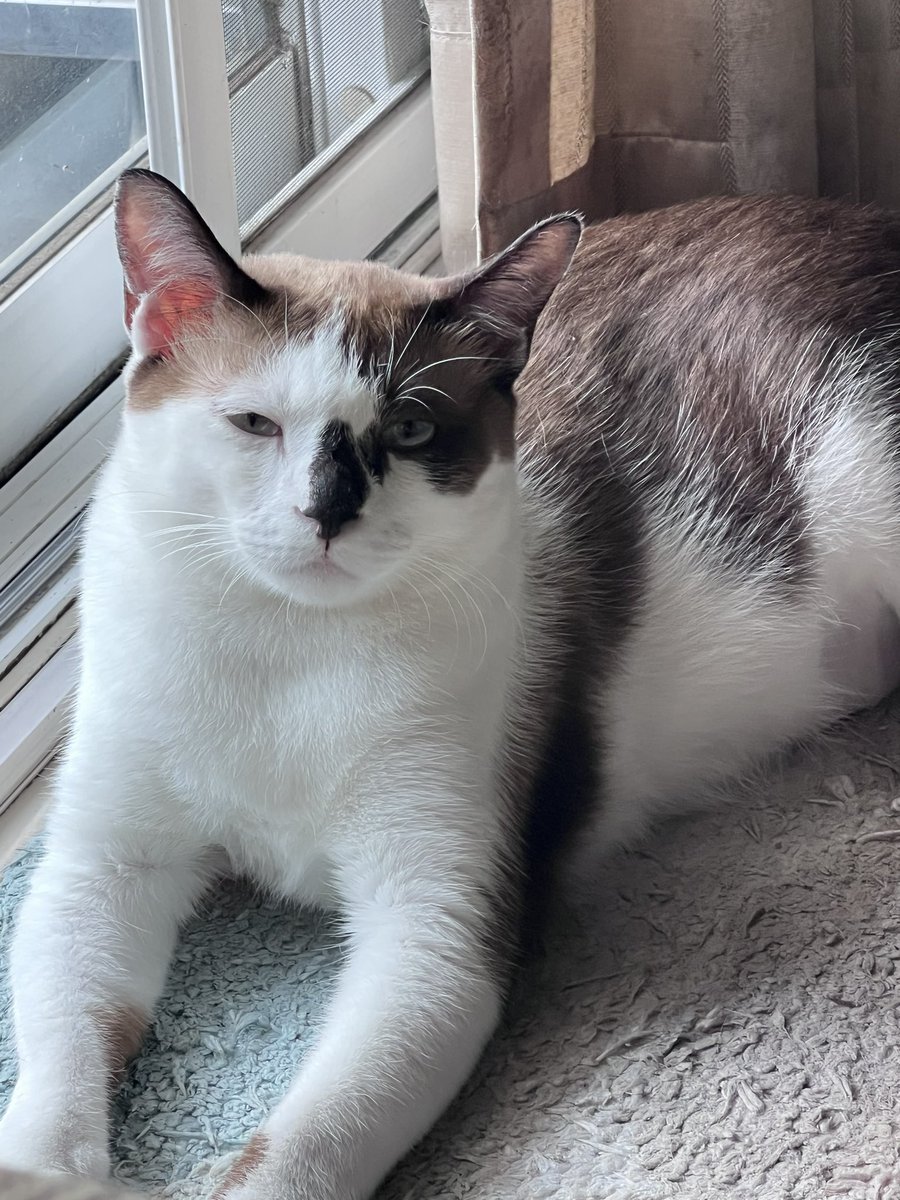 เมอเมอ 🩵 tweet media