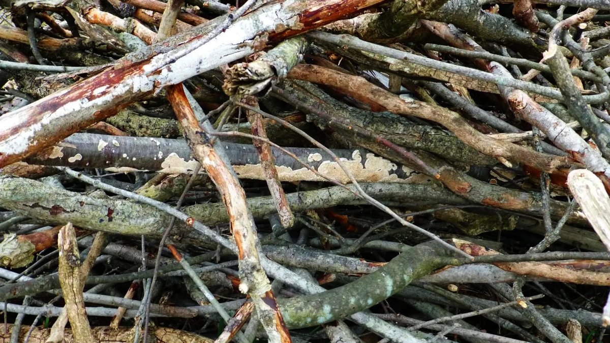 Staphorst City tweet media