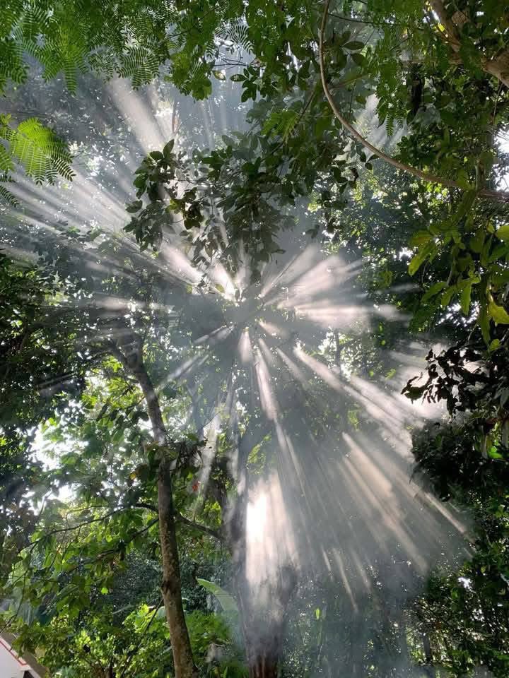 𝑙𝑦𝑟𝑎 tweet media