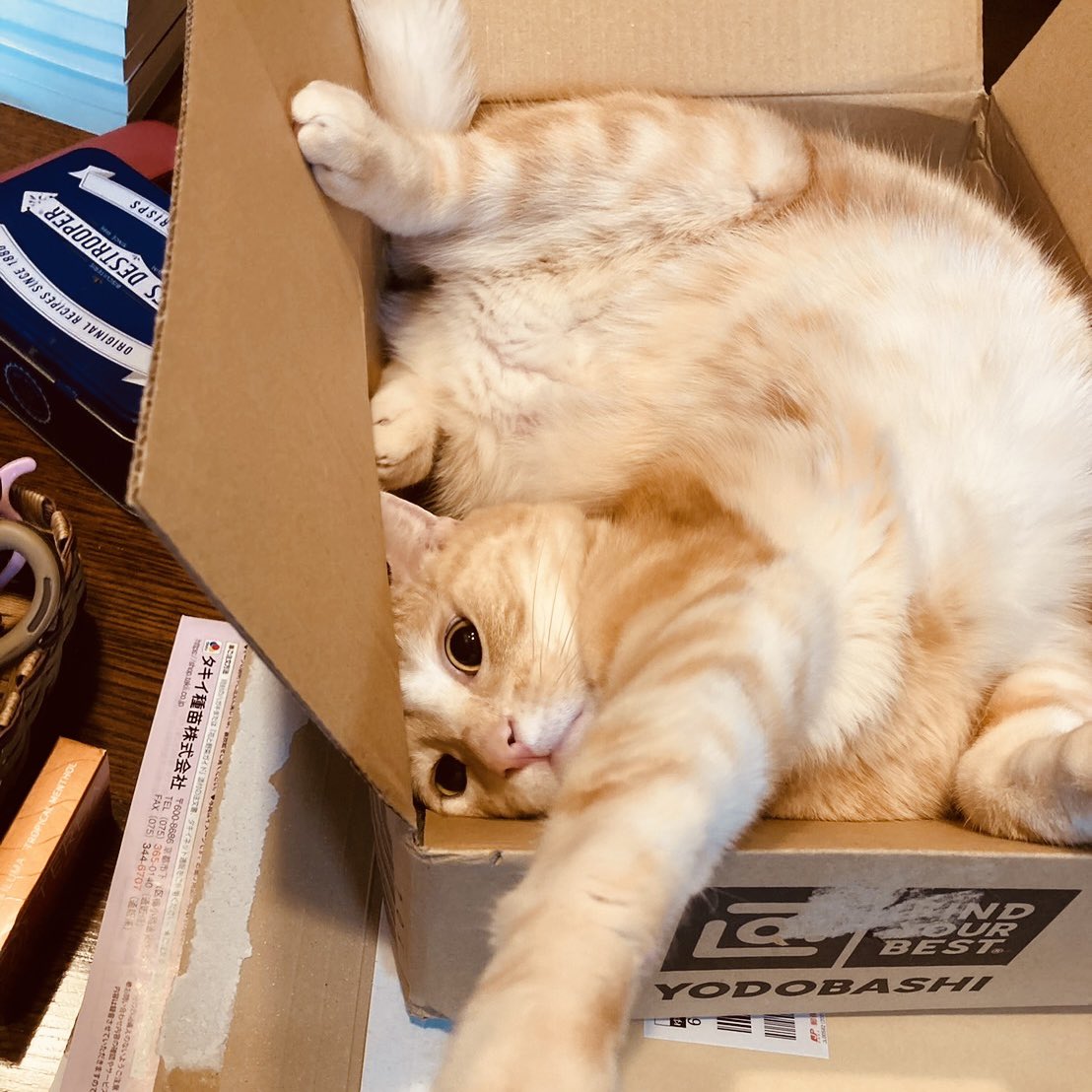 綾辻行人 tweet media