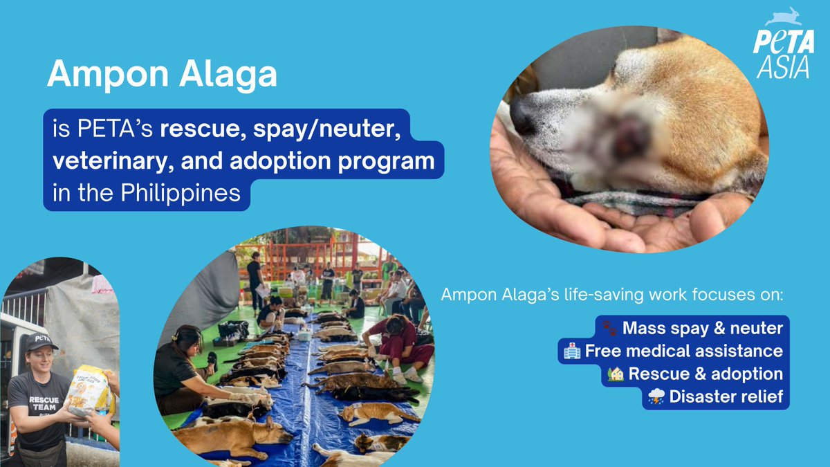 PETA Asia tweet media