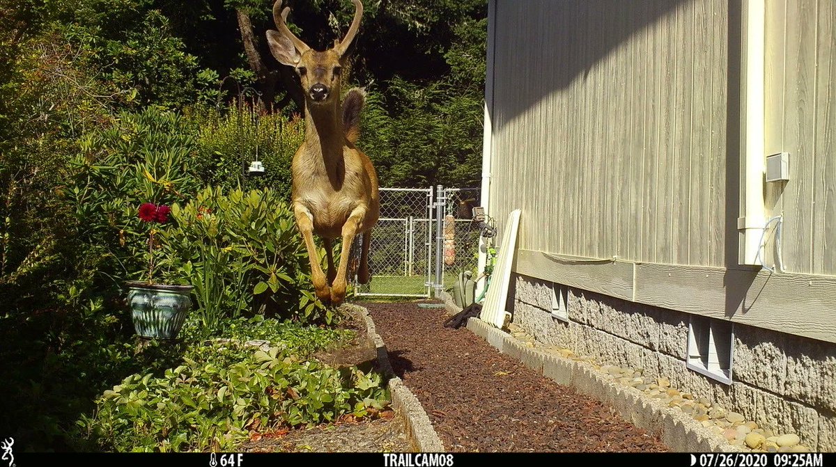 Trail_Cams's tweet photo. https://t.co/3zoVSKpqE4