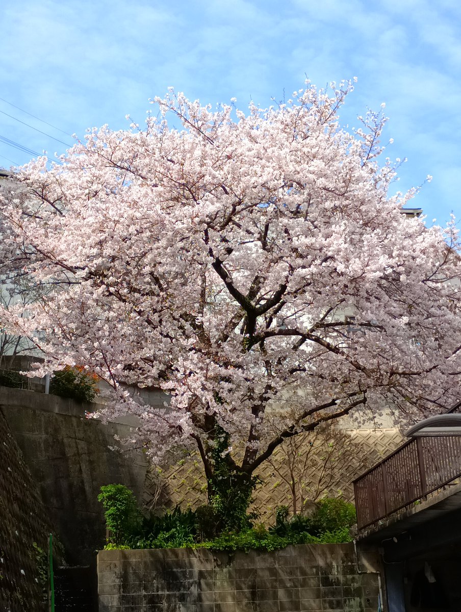 月子🌙 tweet media