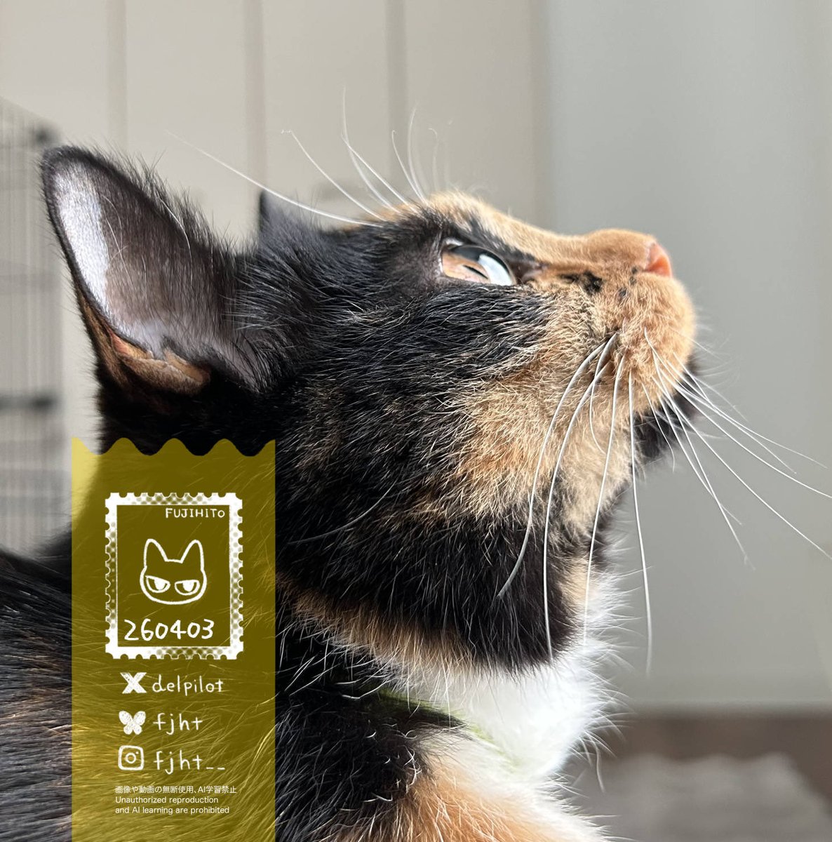 ふじひと🐾ひび猫5/20発売 tweet media