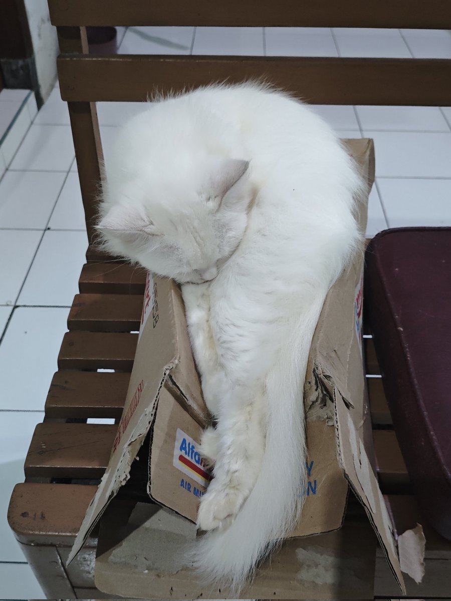 Mocca & M Family 🐱 tweet media