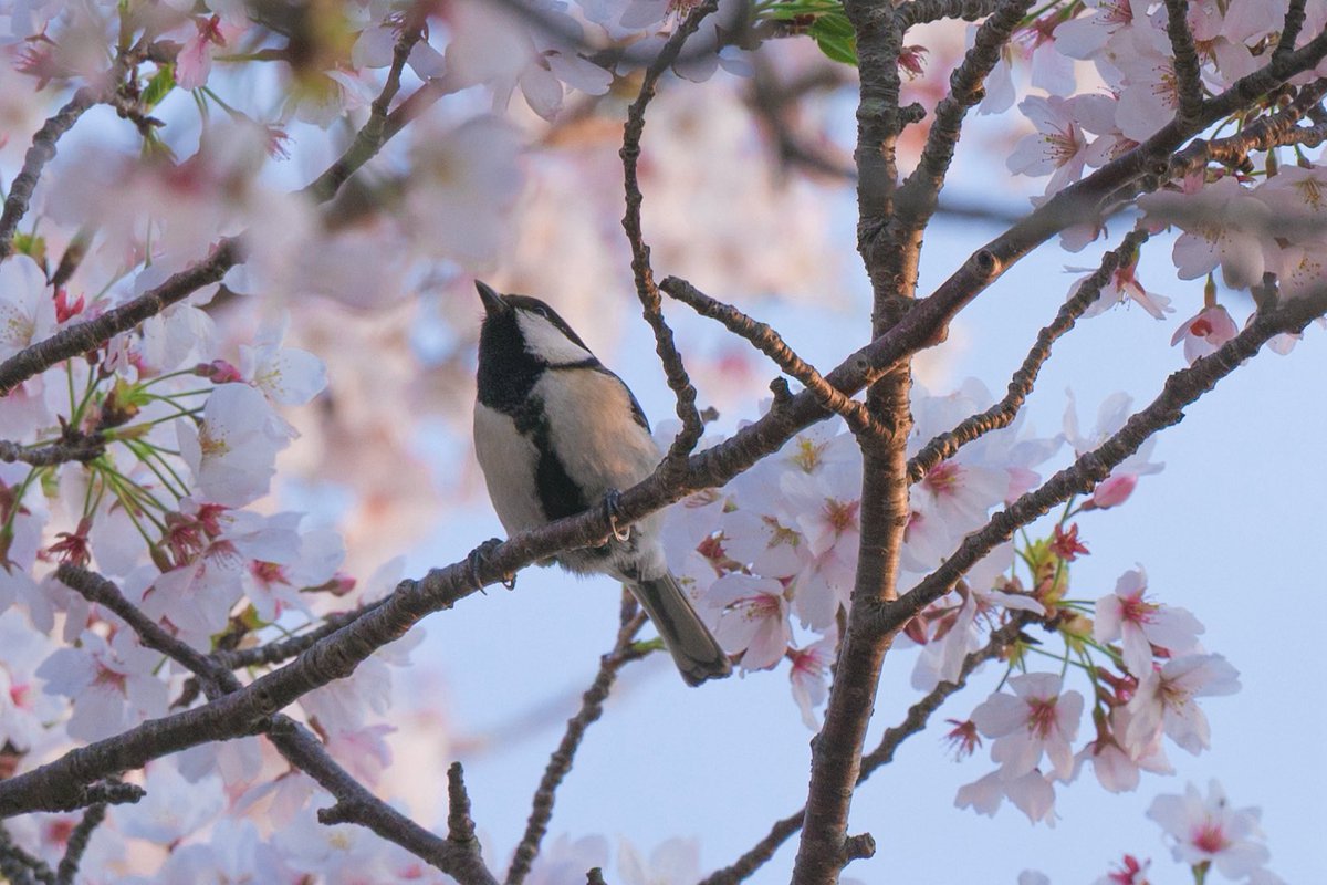 シュー tweet media