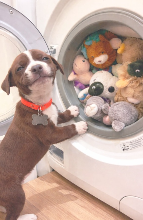 Best in Dogs tweet media