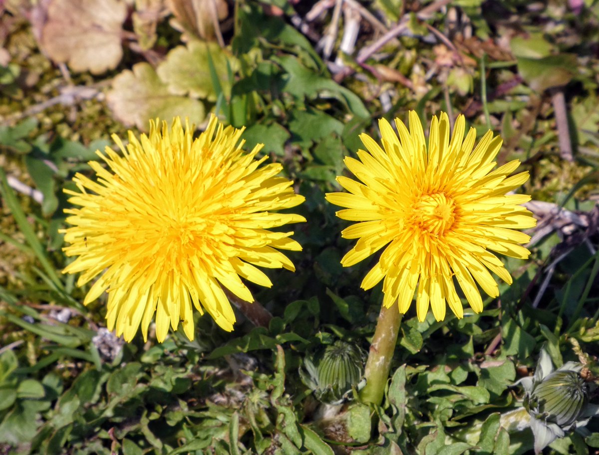 たけなかいさお tweet media