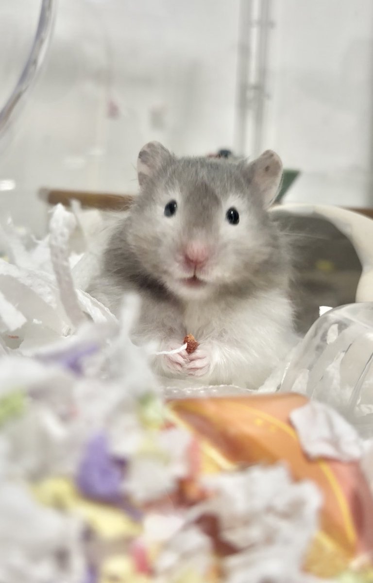 柔らかな体毛で覆われたいのちたち tweet media