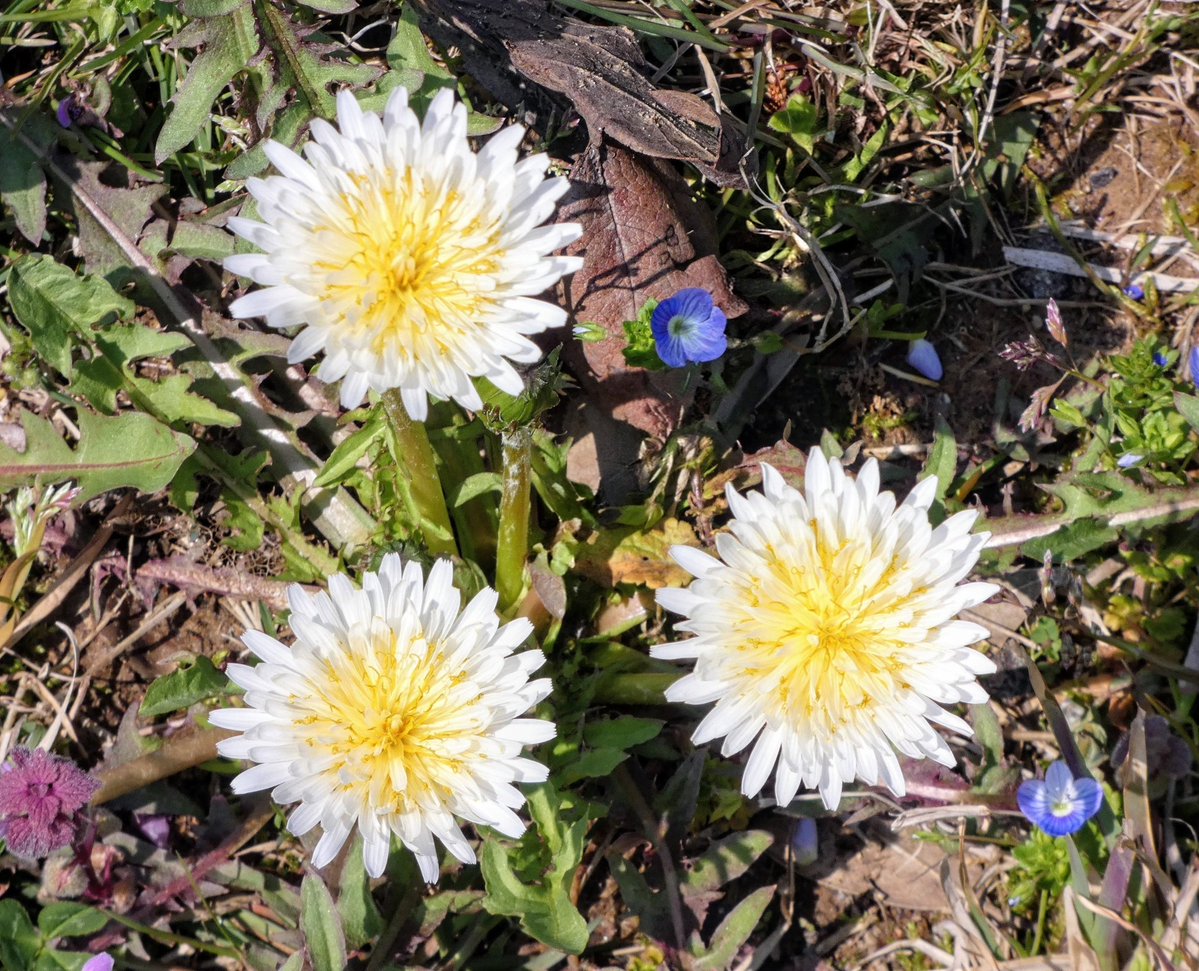 たけなかいさお tweet media