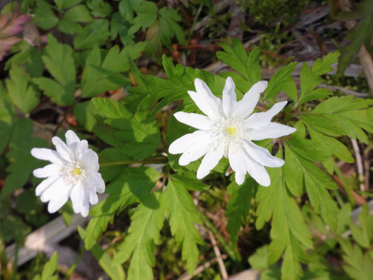 たけなかいさお tweet media