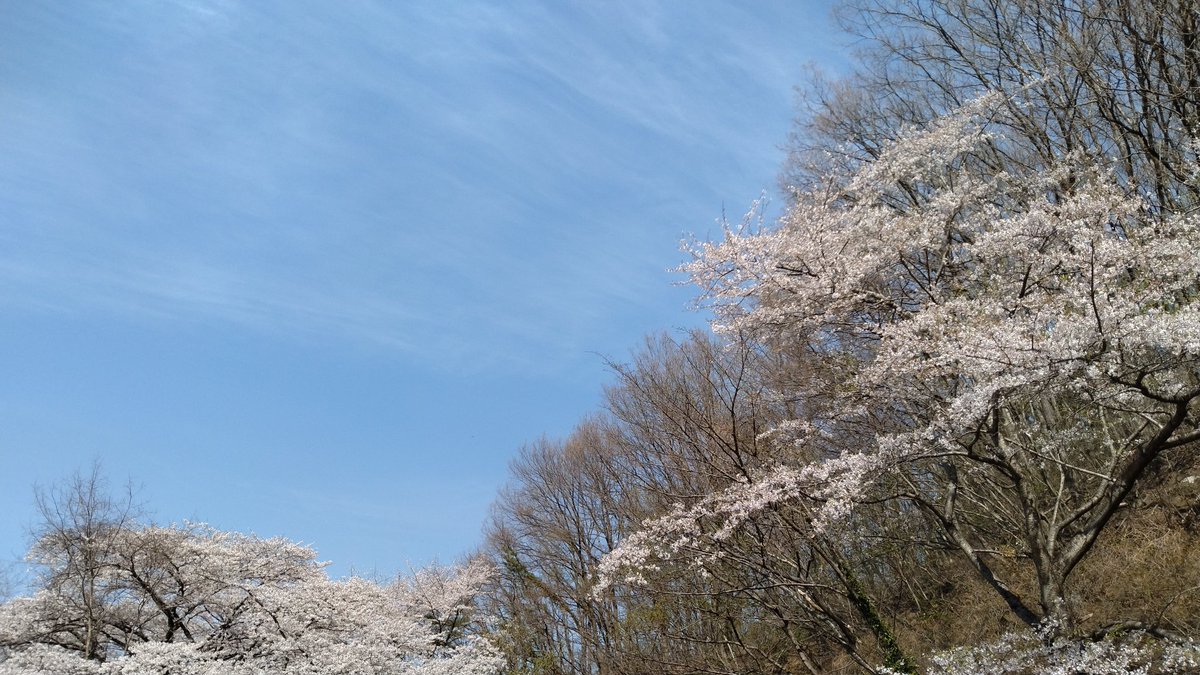 ともも(小豆) tweet media