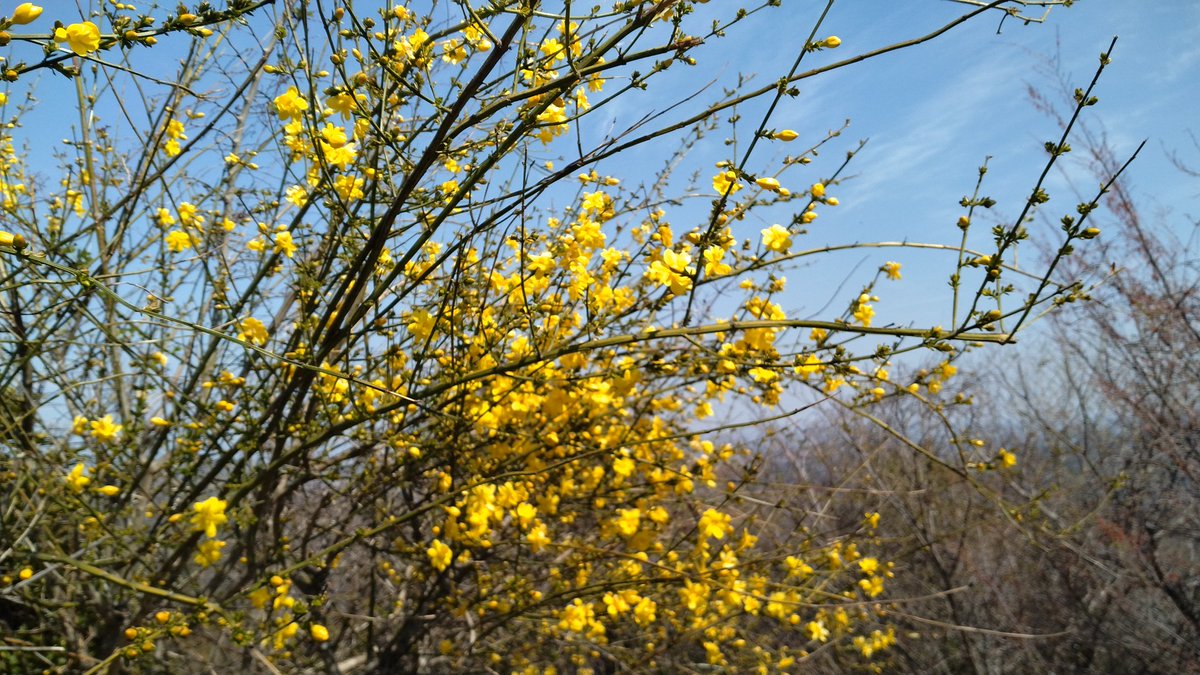 ともも(小豆) tweet media