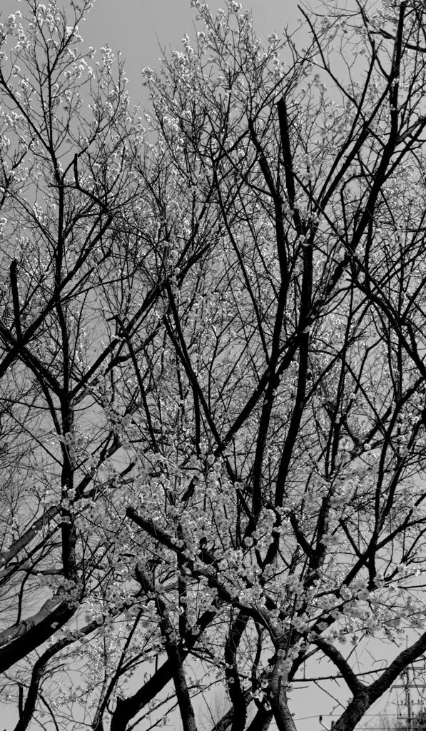 깅 고 양 tweet media